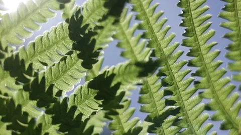 Fern Stock Footage 76326346