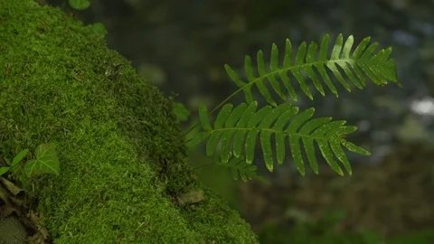 Fern Stockbeeldmateriaal 81591376