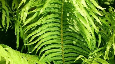 Fern Stock Footage 110842618
