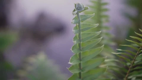A fern 库存影片 122970459