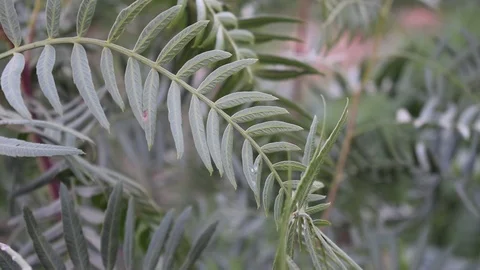 FERN 库存影片 123958456