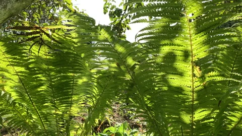 Fern Stock Footage 140453685