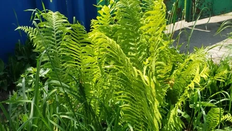 Fern Stock Footage 310795000