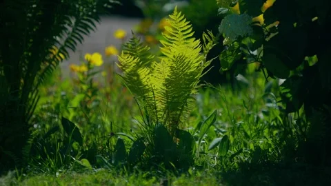 Fern Stock Footage 312795061
