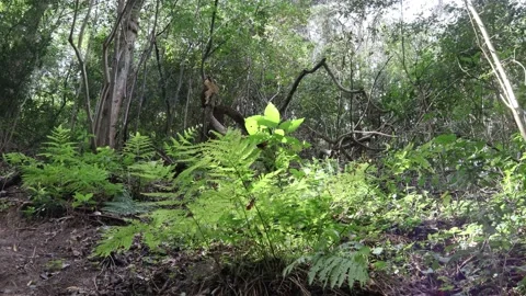 Fern in a Forest 4K Stock Footage 141194244