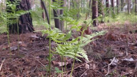 Fern in the forest, close-up. Bright green fern leaves Stock Footage 273507433