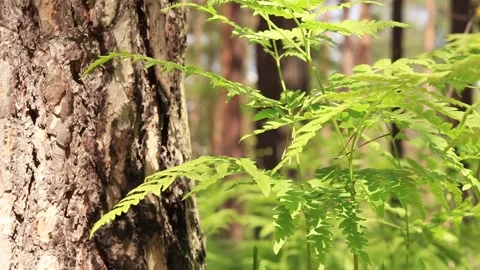 Fern in the forest, close-up Stock Footage 273878508