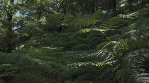 A fern in the forest. Dolly Shot Through Ferns In Forest. In Cadiz, Spain Stock Footage 147926908