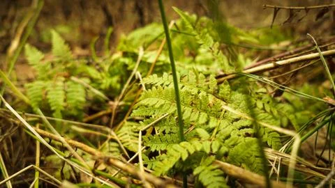 Fern in the forest in early spring, pleasing to the eye Stock Photos