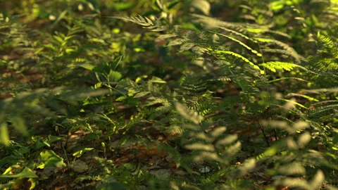 Fern in forest at fall with afternoon sunlight Stock Footage 271164184
