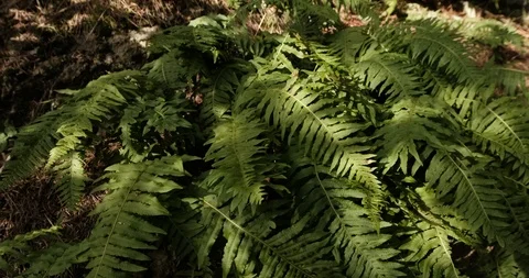 Fern on forest floor Stock Footage 125565404