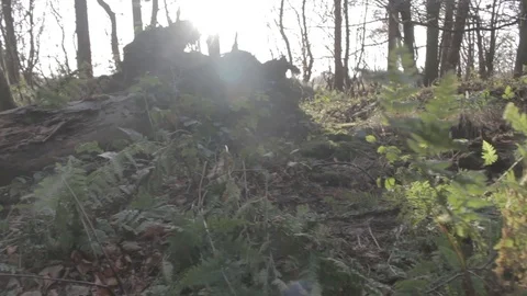 Fern Forest Floor Sun Flare 库存影片 107473059