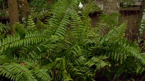 Fern Forest Foliage Stock Footage 244360645