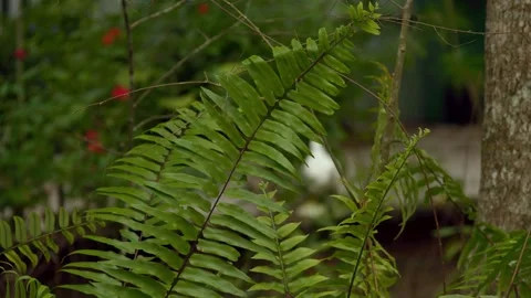 Fern Forest Foligage Stock Footage 244360728