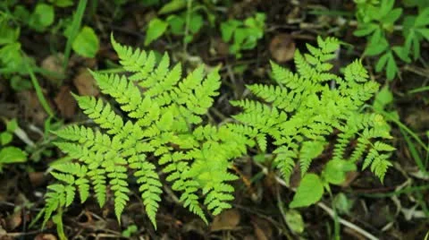 Fern in a forest Stock Footage 10568299