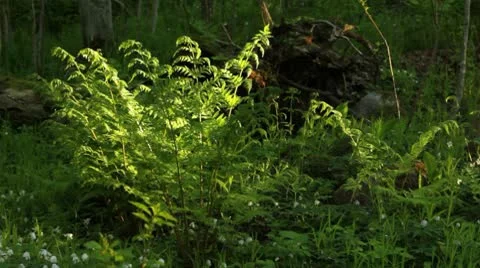 Fern in forest Stock Footage 10571823