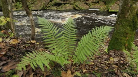 Fern in a forest Stock Footage 10575425