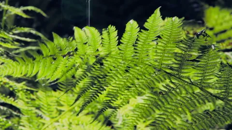 Fern in the forest Stock-Footage 40154912