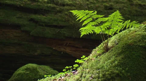 Fern in the forest Video stock 59606126