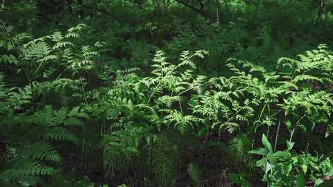 Fern in the forest Video stock 76440985