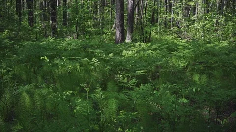 Fern in the forest Video stock 76612226