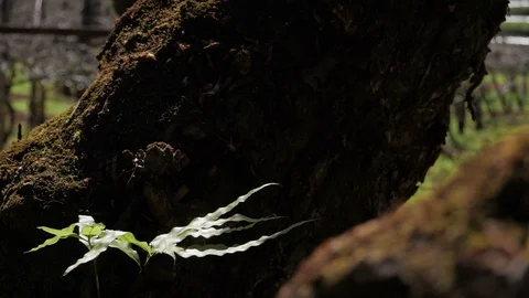 Fern in forest Stock Footage 89678461