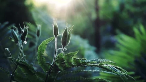 Fern in forest 스톡 동영상 90608117