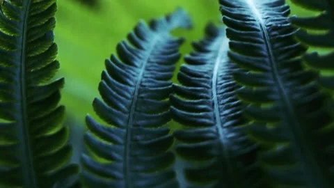 Fern in forest Stock Footage 90608181