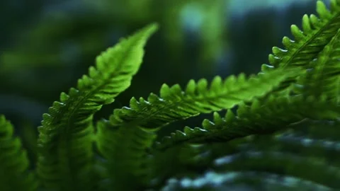 Fern in forest Vídeo Stock 90608251