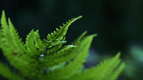 Fern in forest 스톡 동영상 90608395