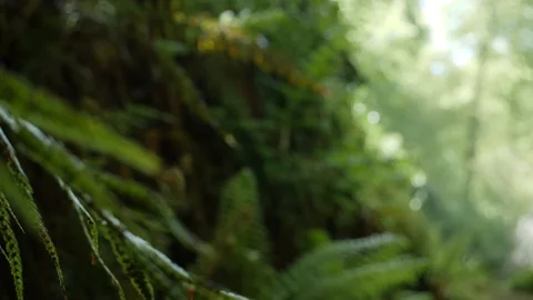Fern In Forest Stock Footage 91184586