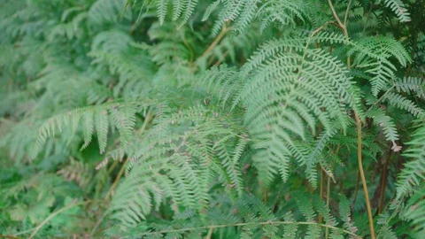 Fern in the forest Stock Footage 97069896