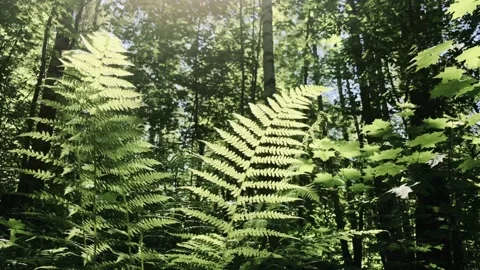 Fern in the forest. Video stock 135190815