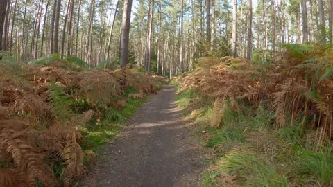 Fern Forest Stock Footage 140919134