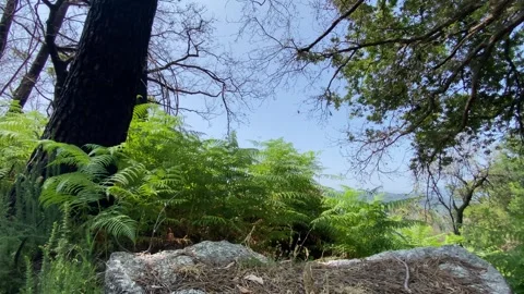 Fern in forest foreground with large tree in background 動画素材 310934736