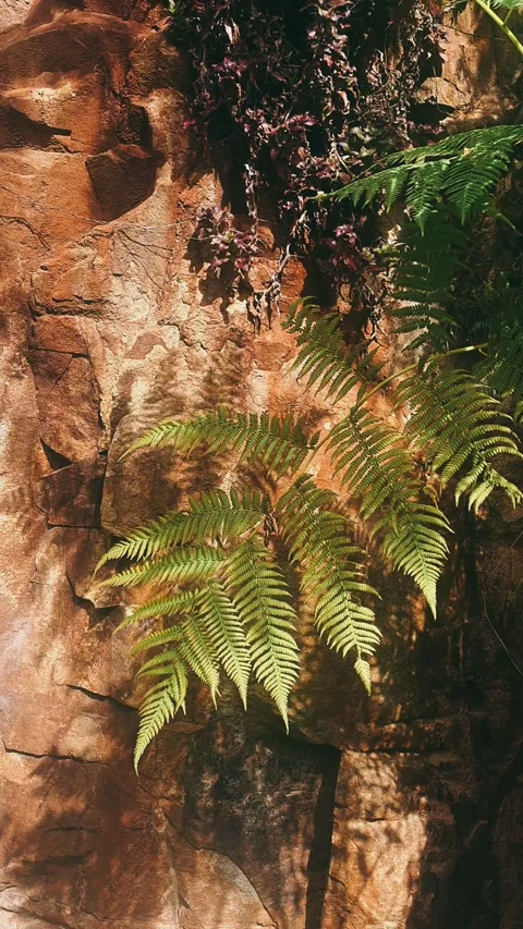 Fern in the forest, green, tree, nature, forest, moss, plant, abstract, water, Stock Footage 237618549