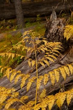 Fern in a forest growing over a fallen log. Stock Photos