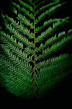 Fern in the forest II Stock Photos