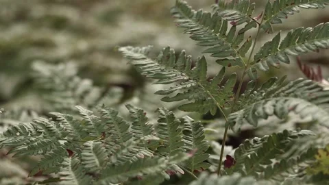 Fern in the forest, leaves close-up Stock Footage 297741119