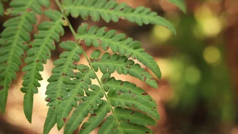 Fern in the forest, leaves close-up Stock Footage 297741121