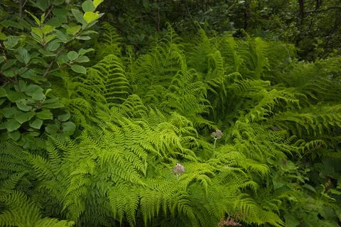 Fern in a forest in the mountains Stock Photos