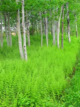 Fern forest Stock Photos