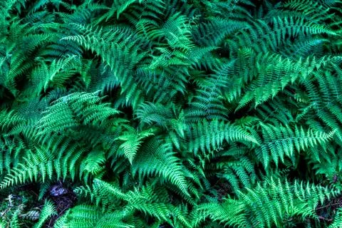 Fern forest Stock Photos
