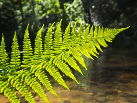 Fern in the forest Stock Photos