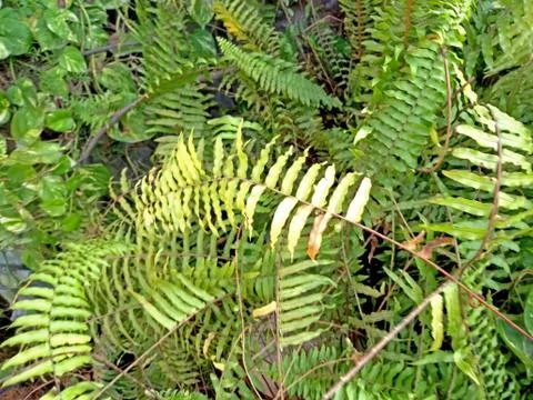 Fern in forest Stock Photos
