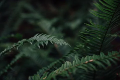 Fern in the forest Foto stock