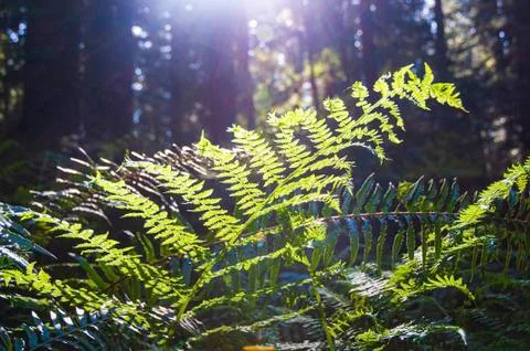 Fern in the Forest Foto stock