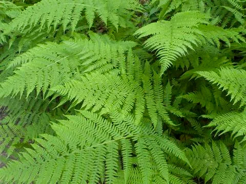 Fern in forest Stock Photos