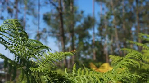 Fern in the forest. Stockfoto's