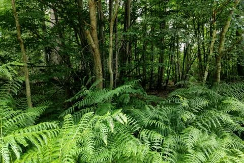 Fern in the forest Stock Photos